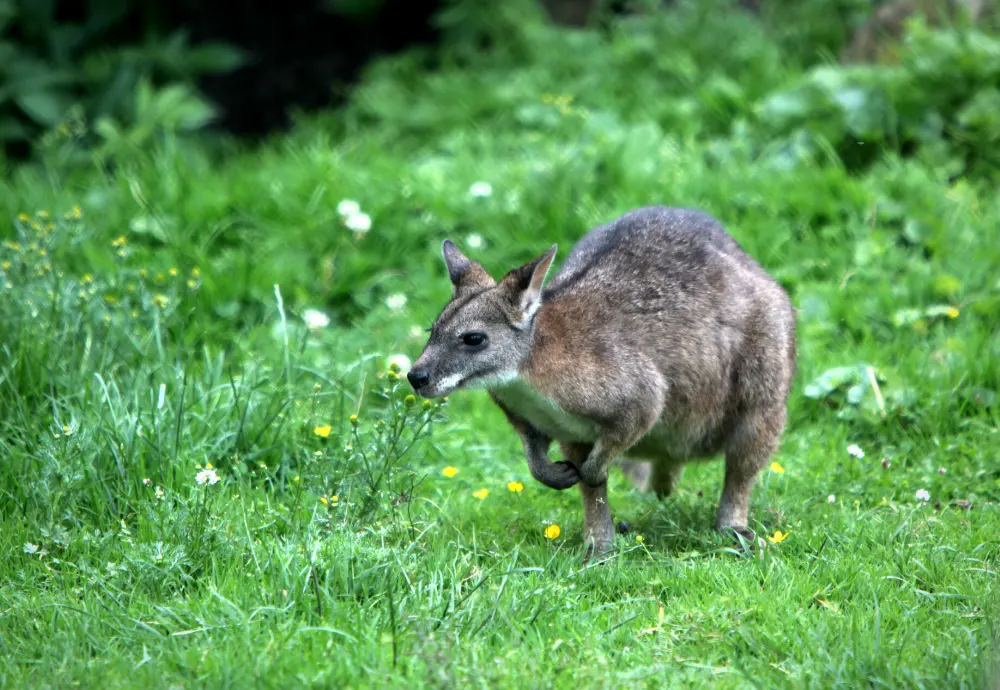 Helping feed 350 Parma Wallabies