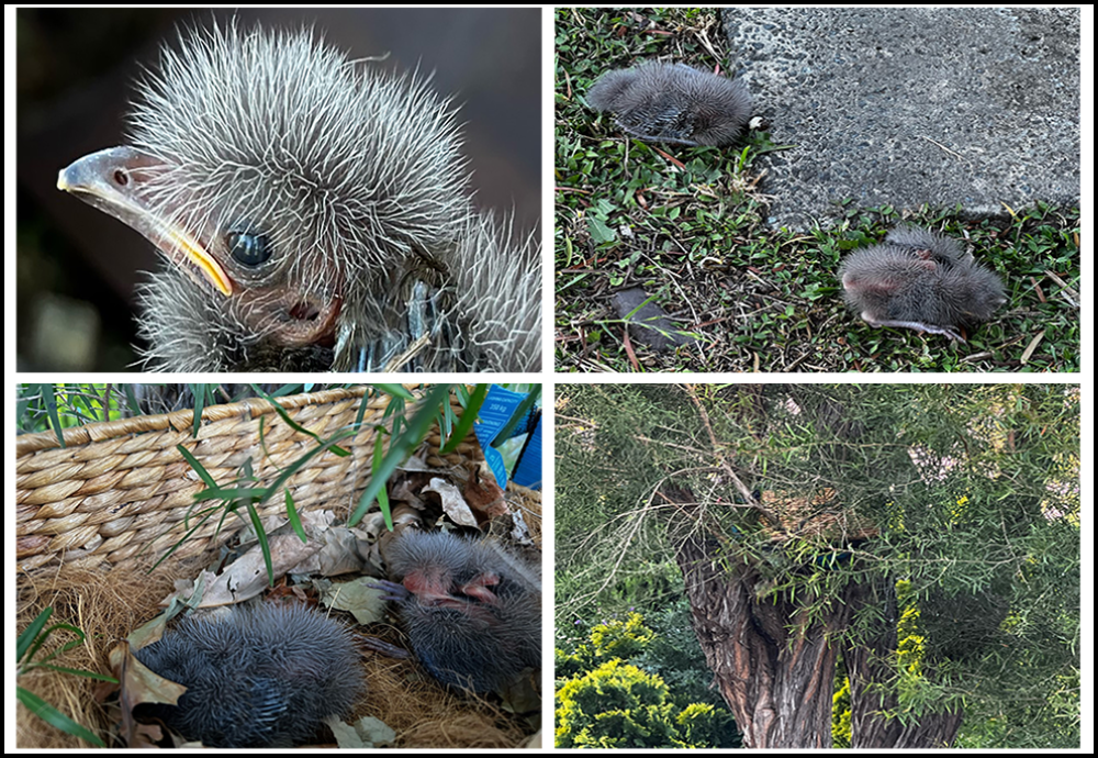 Satin Bowerbird chicks reunited with parents