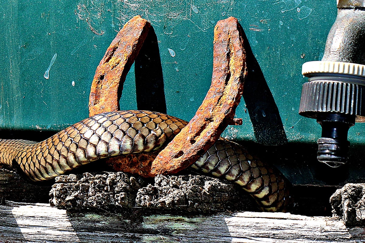 Snakes are shy and reclusive
