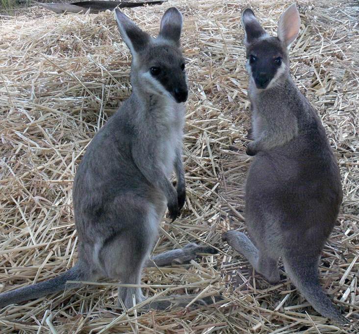 WIRES Clarence Valley calls for more volunteers to help save local native wildlife