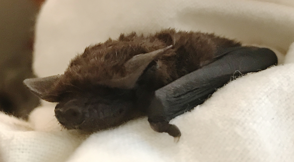 Help Us Find this Microbat's Home
