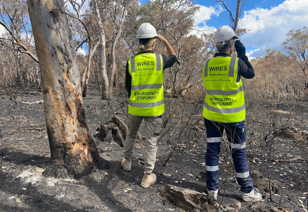 Tambaroora fire wildlife search and rescue