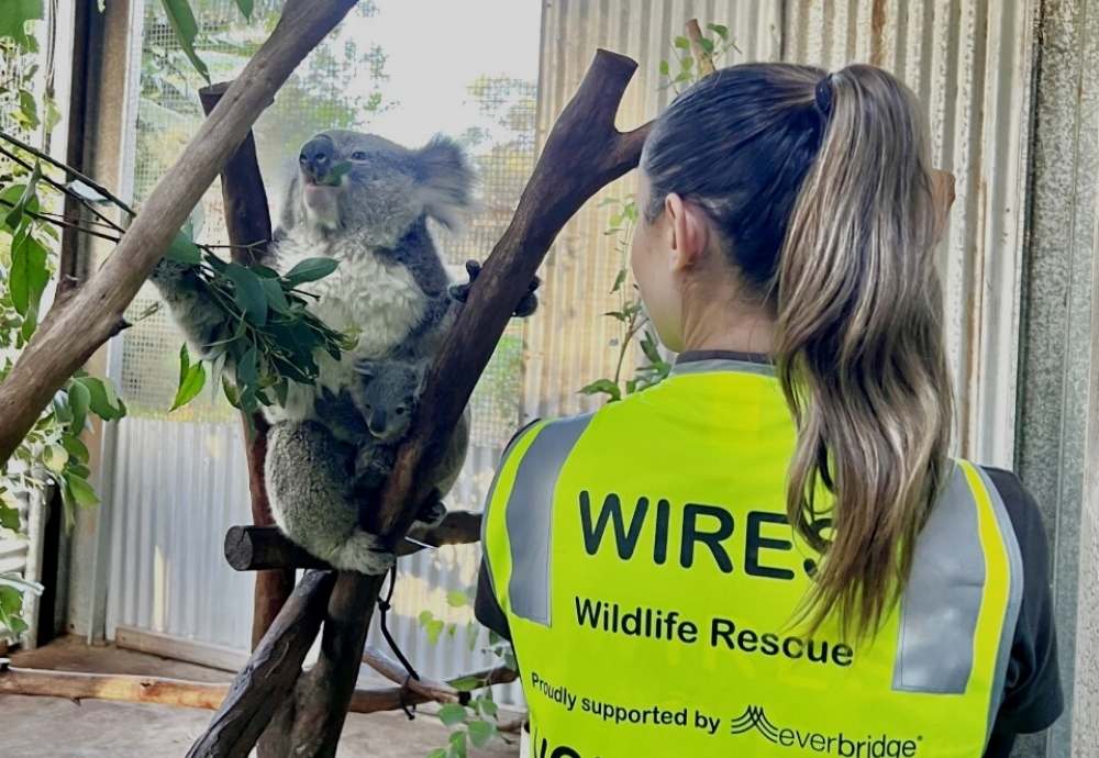 Improving Animal Rescue Response Times