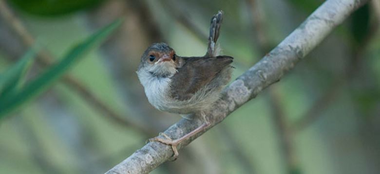 Mystery chick