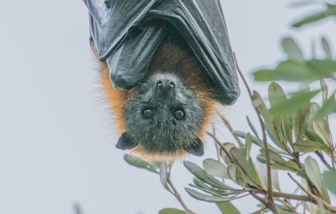 Emergency Help Needed for Flying-foxes