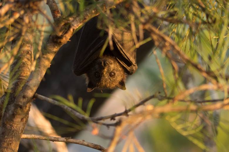 Flying-Foxes are in Trouble