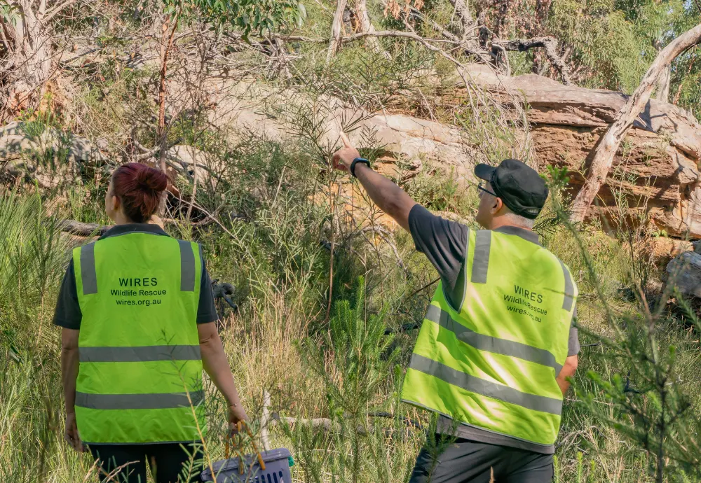 WIRES Introduces New Wildlife Rehabilitation Governance Courses in Collaboration with NPWS