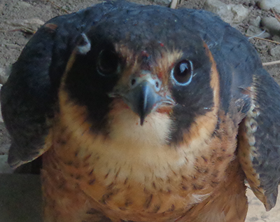 Murray River Local Rescue - Australian Hobby