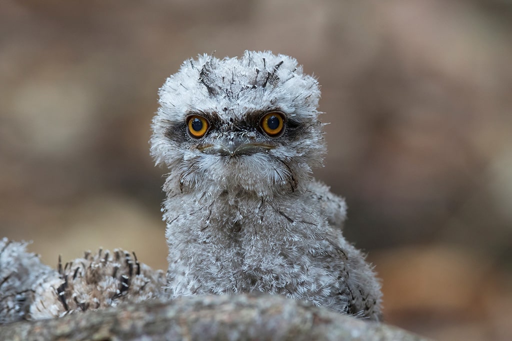 2021 Wildlife Photography Competition