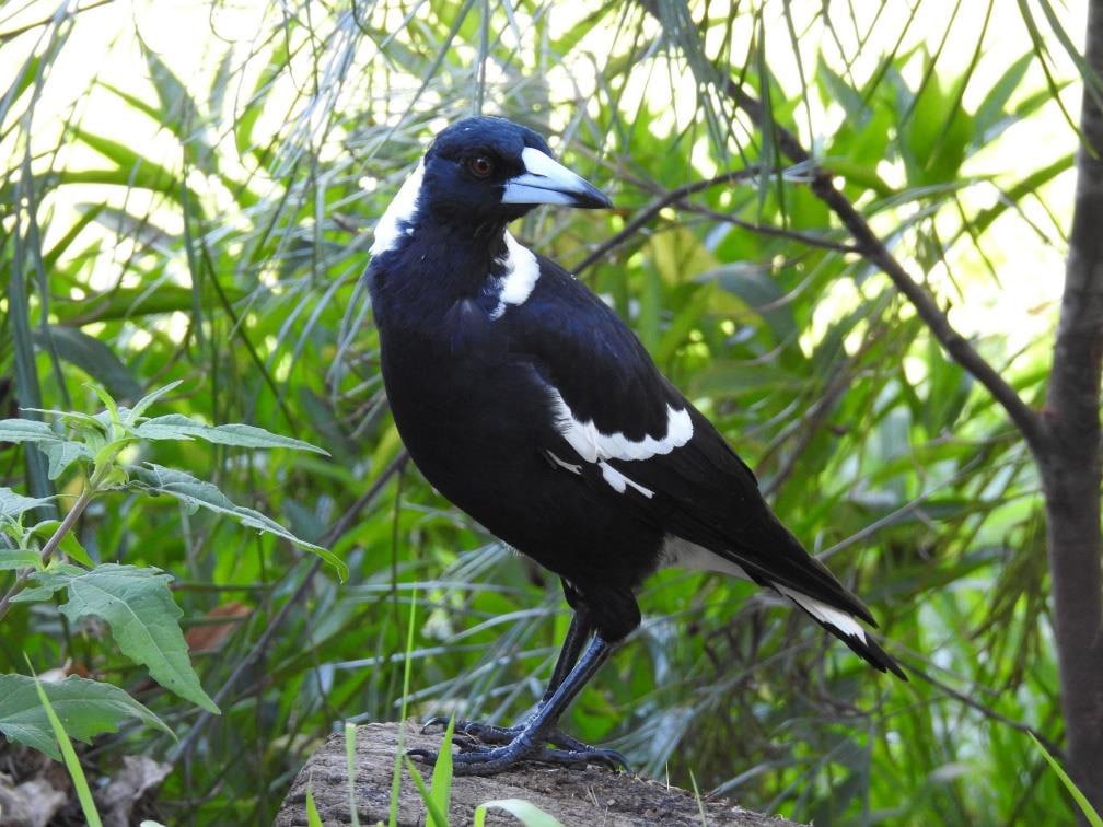 Swooping Magpies