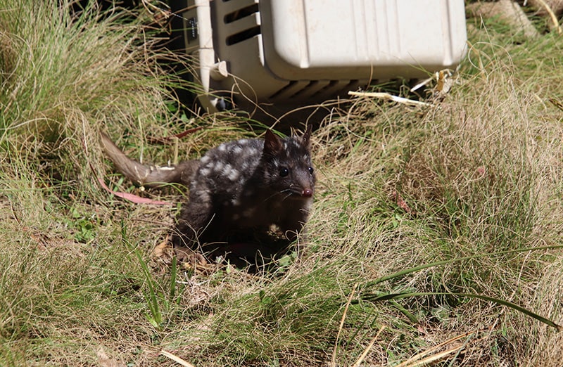 National Science Week: Conservation Ecology with Aussie Ark