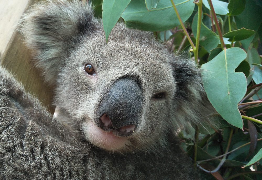 WIRES EXTENDS NATIONAL SUPPORT FOR KOALA RESEARCH