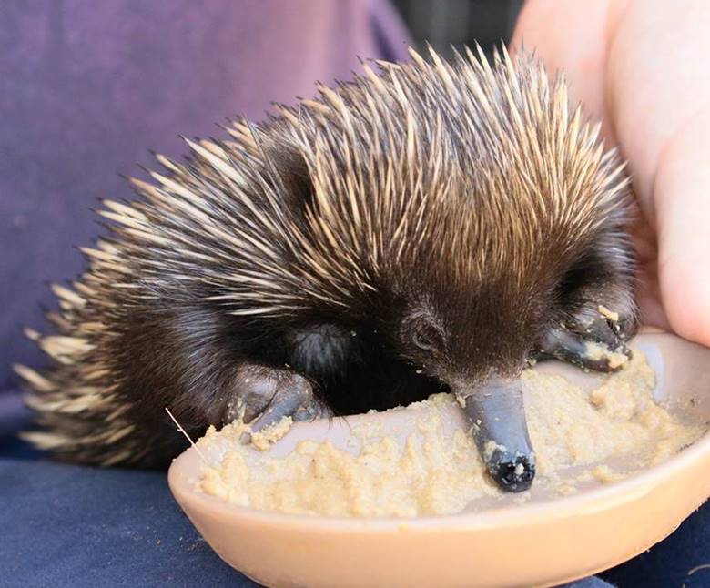 WIRES seeks more volunteers to help native animals like Kenny
