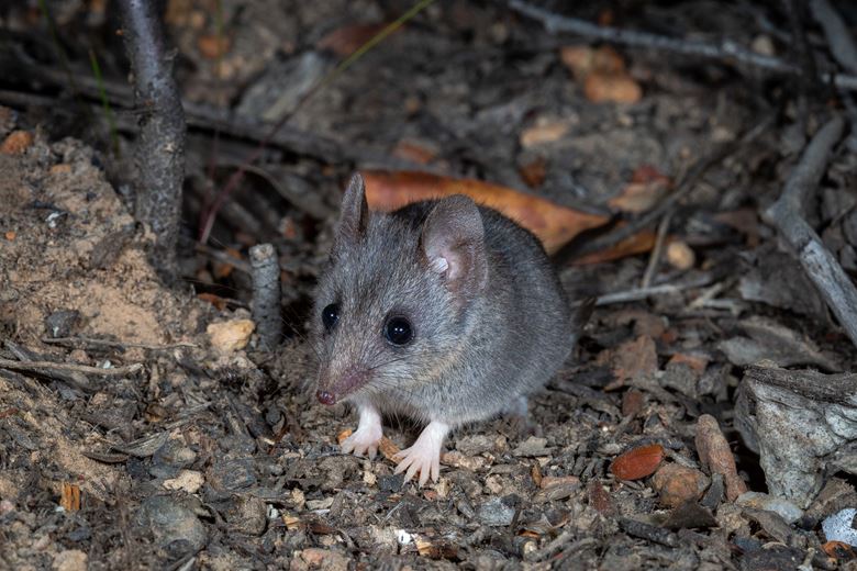 New Kangaroo Island wildlife refuge launched to protect Australia’s most endangered mammal and support bushfire recovery 