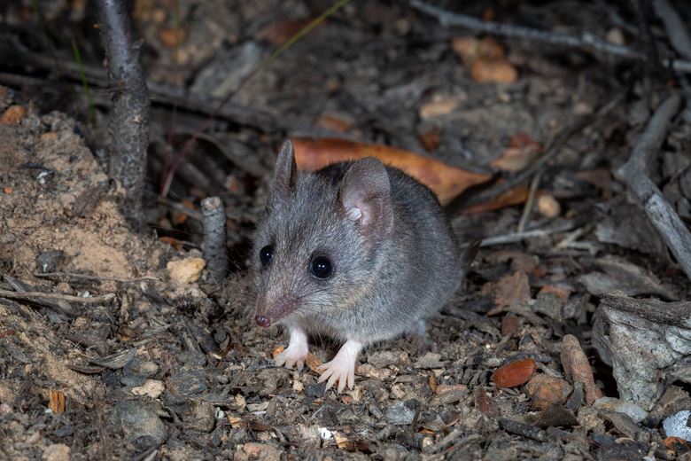 New Kangaroo Island wildlife refuge launched to protect Australia’s most endangered mammal and support bushfire recovery