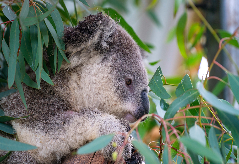 New Voice to fight for koala protection: Sydney Basin Koala Network