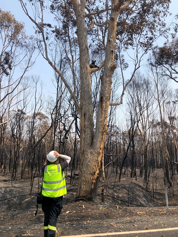 Koala Rescued from Tragic Fires