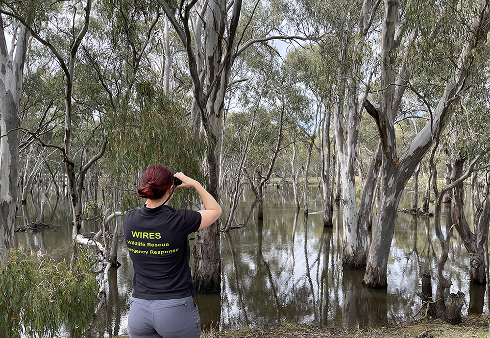 NSW Flood Response November 2022