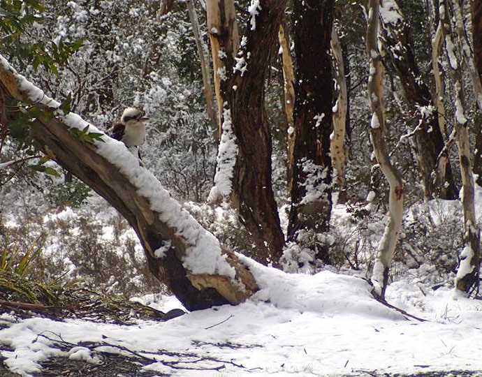 Winter and extreme weather advice to help wildlife