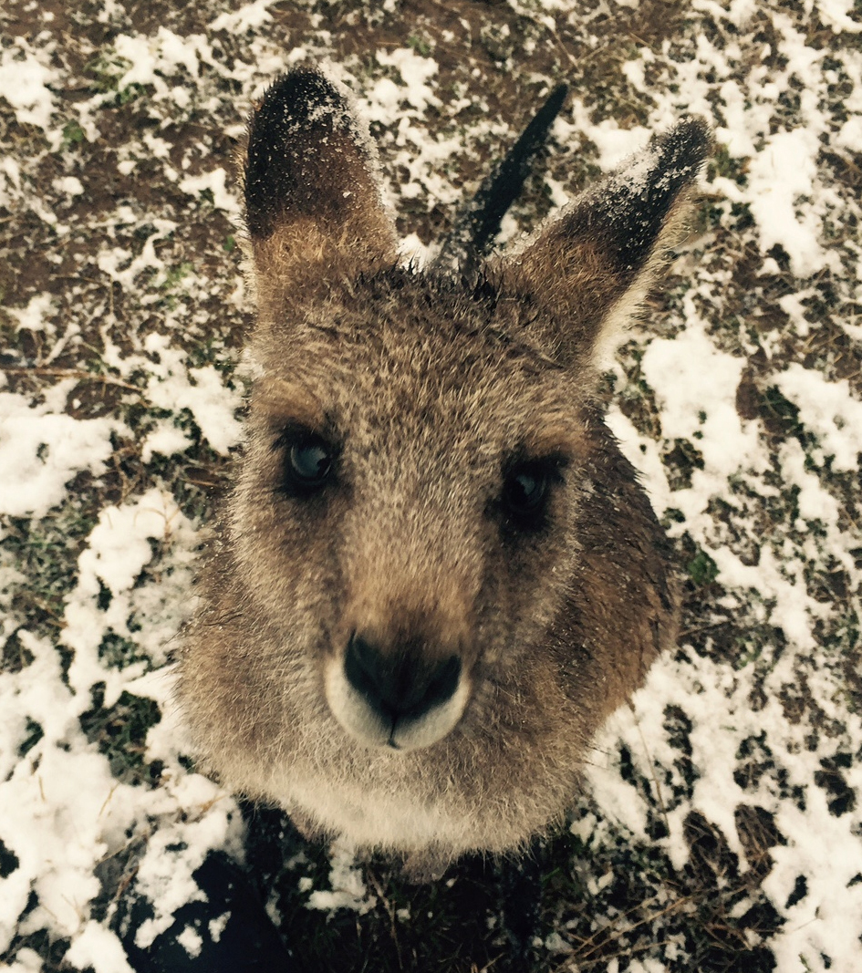 Polar Blast may impact vulnerable animals