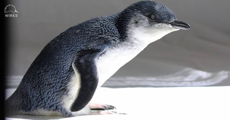 Little Penguin released from care after falling from the sky at Walkers Beach, Gerroa