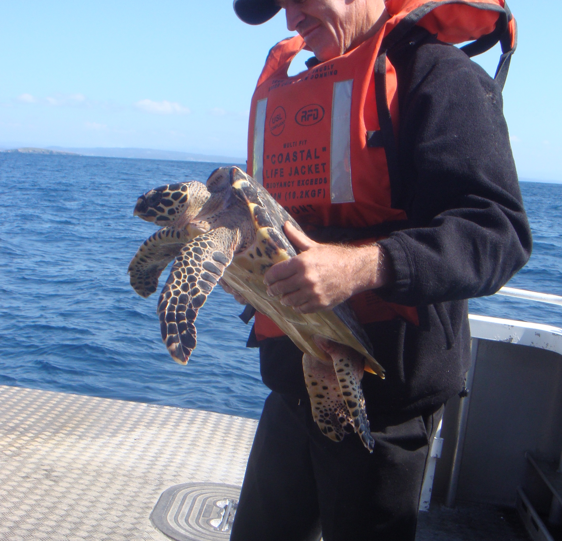 WIRES Introduces National Course for Sea Turtle Rescue