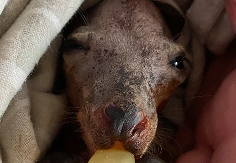Orphaned Wallaroo joey