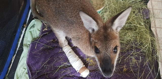Spare a thought for our wildlife this Christmas