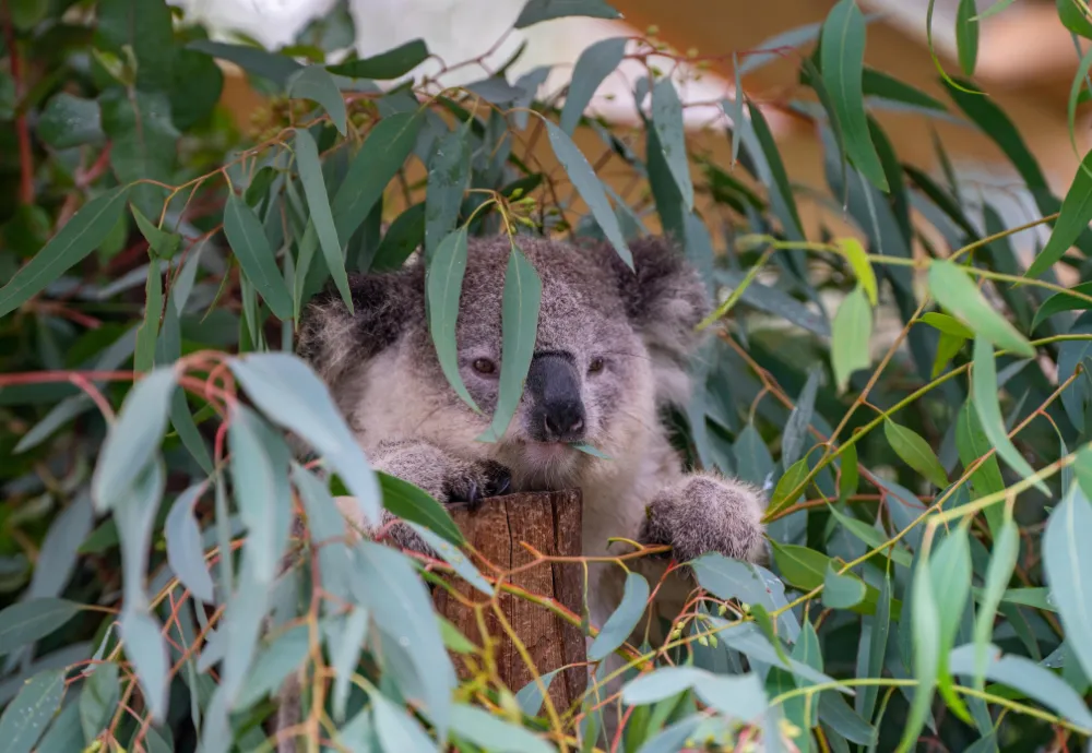 WIRES launches National Rescue Course for Koalas