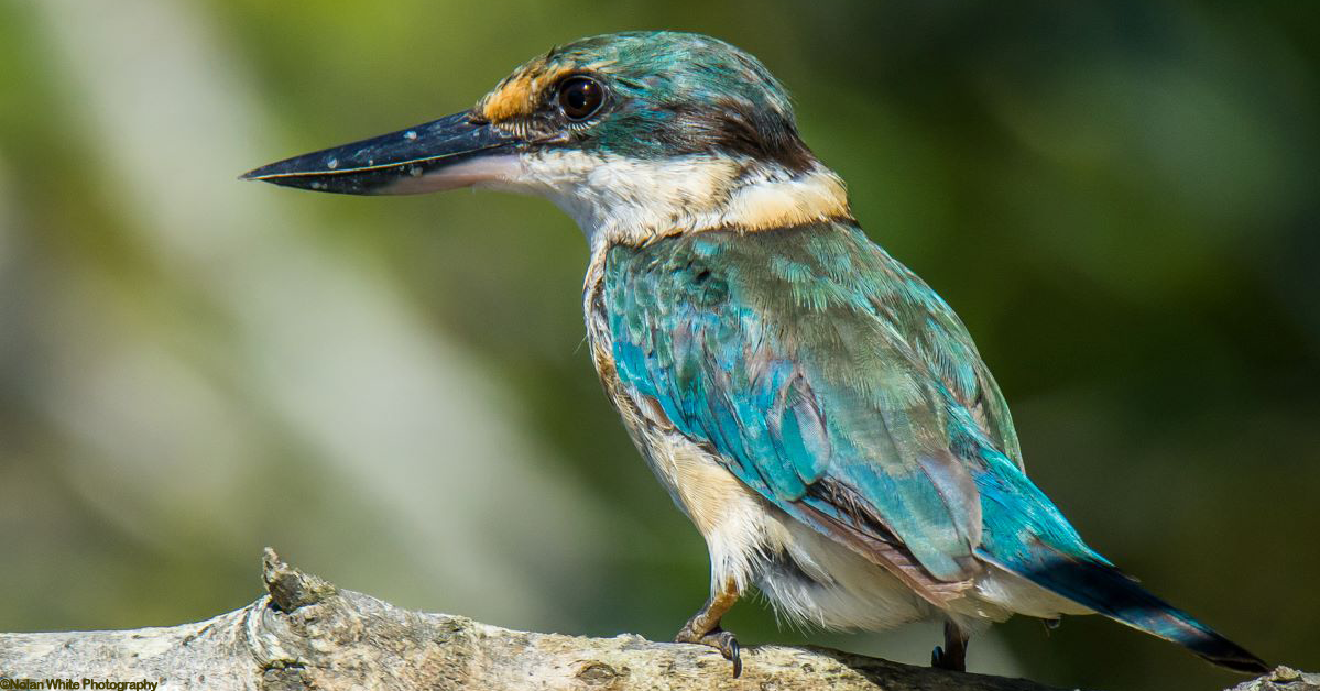 Kingfishers rescued in unprecedented numbers