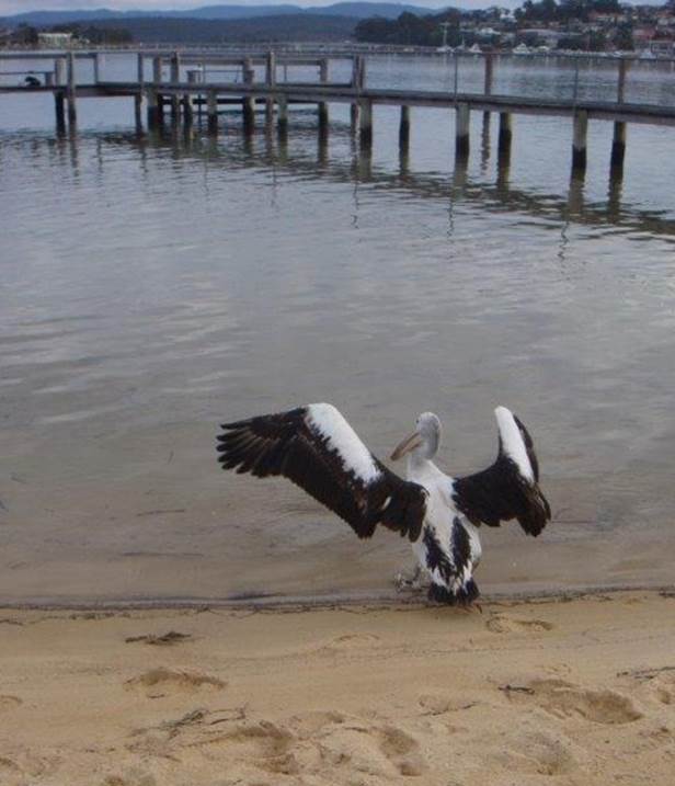 WIRES rescues injured Pelican on Eden beach