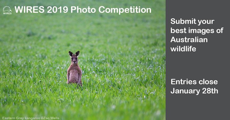 WIRES 2019 Wildlife Photo Competition