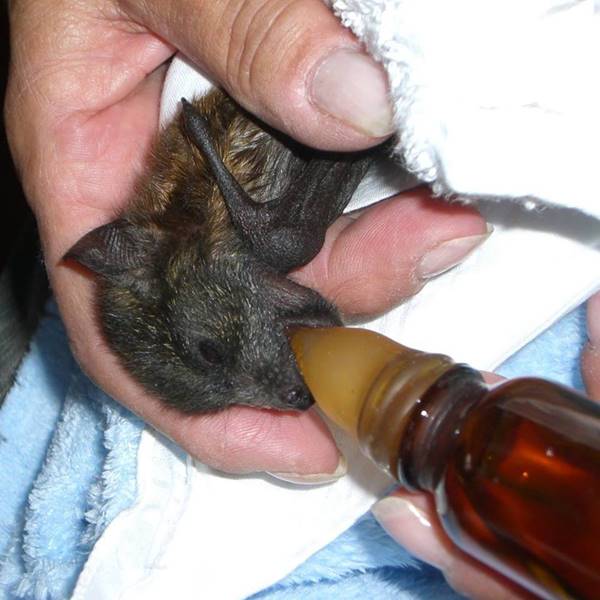 WIRES warns thousands of flying foxes could die during current heatwave