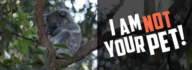 Native animals are not pets