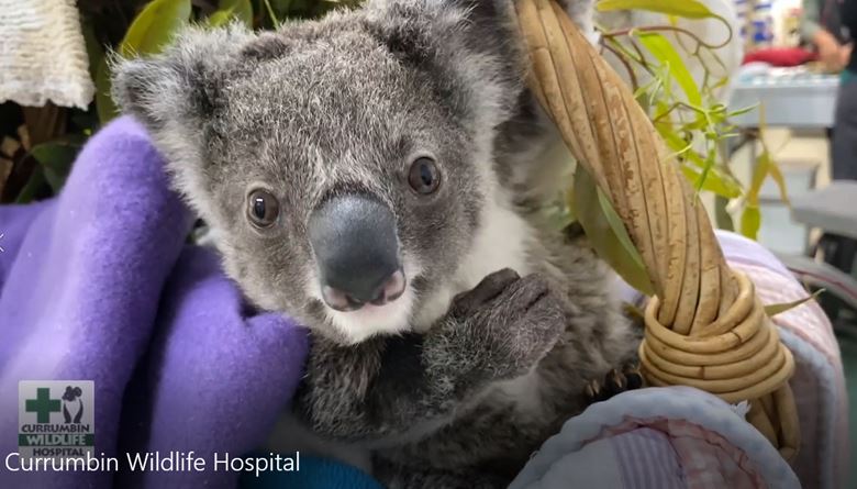 WIRES Partner with Currumbin Wildlife Hospital to Help Wildlife