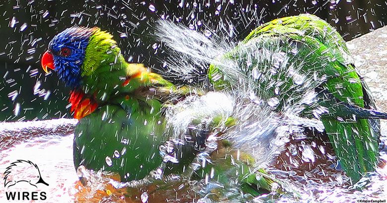 Wildlife susceptible to heat
