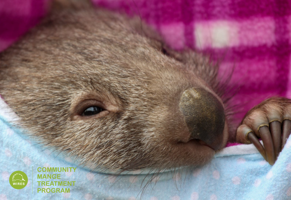 Join the fight to save wombats from mange