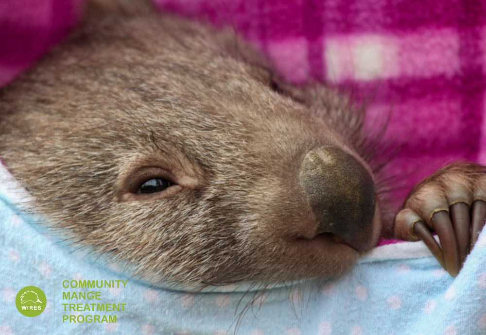 baby wombat