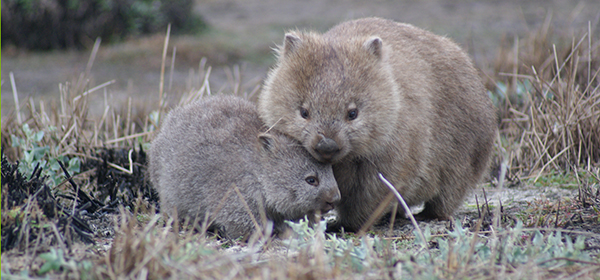 2021 Wombat Day Announcement