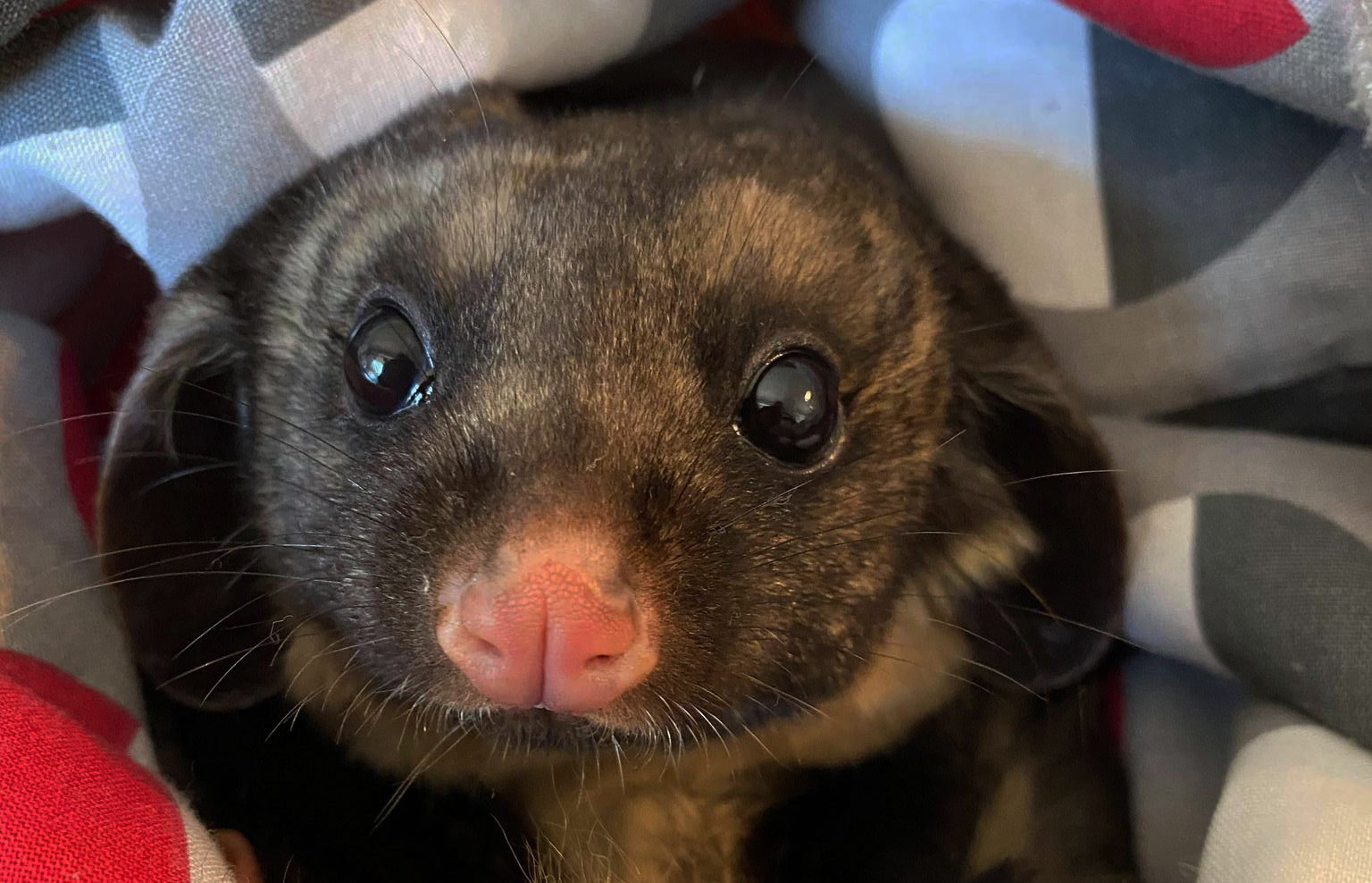 Yellow-bellied Glider, vocal and vulnerable