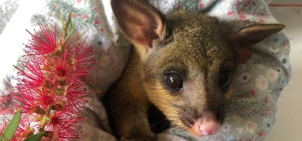 WIRES Australian Wildlife Rescue Organisation