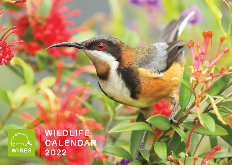 WIRES Wildlife Calendar 2022