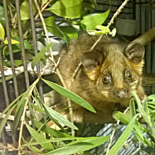 Ringtail possum