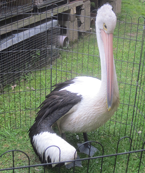 Pelican