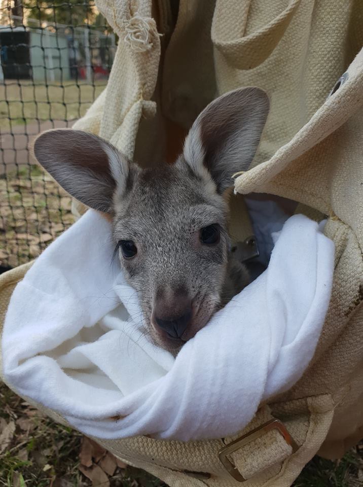 Wallaroo joey