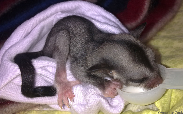 Rescuing a tiny squirrel glider