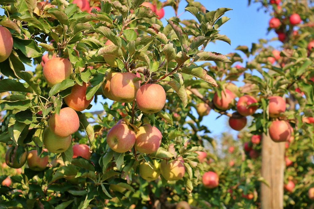 A vibrant image of a bustling apple farm in Shepparton during harvest season, featuring rows of apple trees laden with ripe, colourful fruits. This image captures the essence of Shepparton's agricultural richness and the hands-on experience offered to visitors, showcasing the region’s commitment to sustainable farming practices.