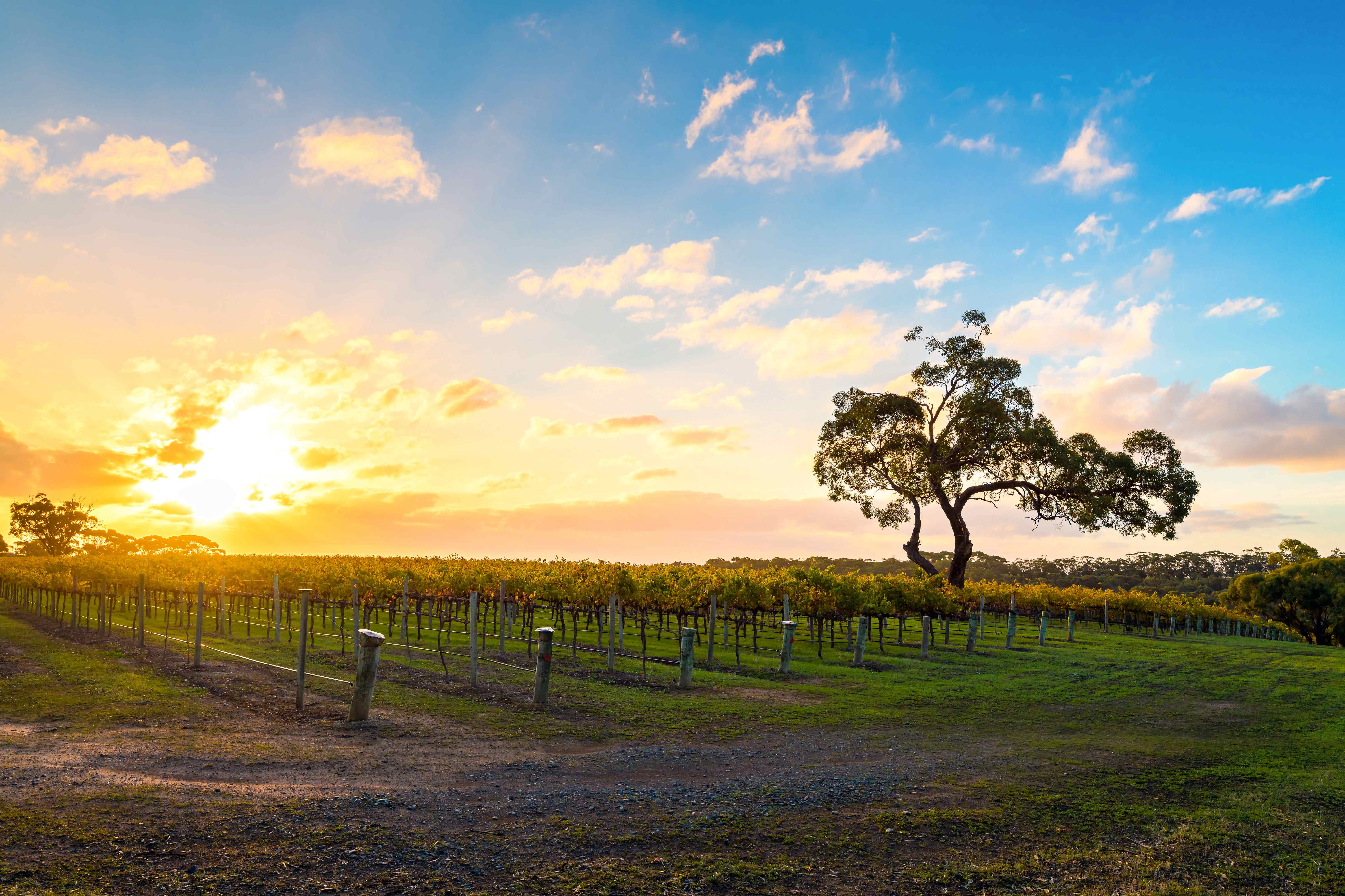 A vineyard scene with rows of grapevines stretching into the distance, illuminated by the golden light of sunset. 