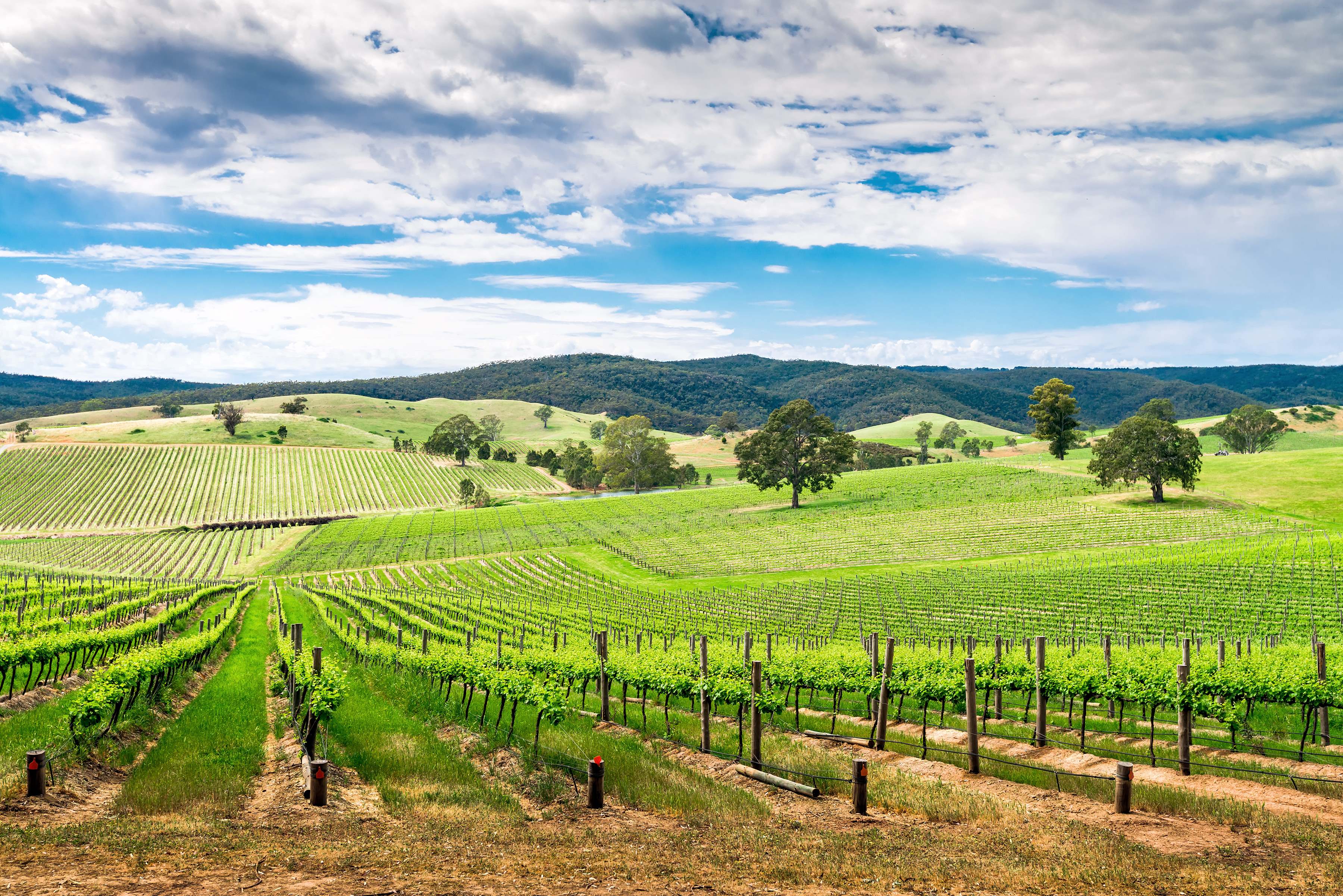 Rows of lush grapevines stretching across the picturesque Barossa Valley. 