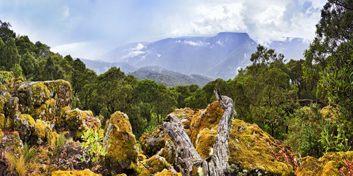 The lush, verdant expanse of Barrington Tops National Park, highlighting its ancient rainforests, rugged terrain, and the tranquil beauty of its natural landscapes, a haven for diverse wildlife and a testament to its UNESCO World Heritage status. 
